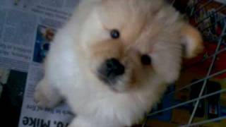 Chow chows puppies pa lang P [upl. by Eisteb]