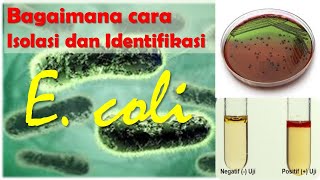 ISOLASI DAN IDENTIFIKASI E coli [upl. by Tatia719]