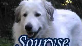 souryse  a champion pyrenean mountain dog [upl. by Jacey]