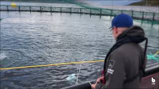 Lumpfish inspections at an aquaculture site  Blueye Pioneer underwater drone [upl. by Anirrok76]