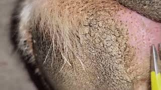 Impacted hair follicles When did you last worm your pet [upl. by Janus]