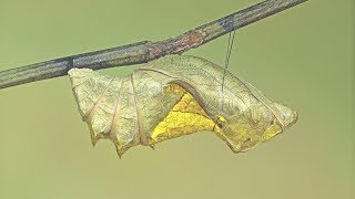 A Common Birdwing Troides helena cerberus caterpillar moults to its pupal stage [upl. by Elleivap]