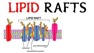 Lipid Rafts [upl. by Zorina]