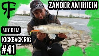 Zander Schlag auf Schlag Livebisse am Rhein mit dem DropshotRig und KickbackRigLivebisse 13 [upl. by Ttemme509]