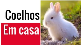 Criar coelhos dentro de casa  Sociedade Dos Pets [upl. by Chatwin]