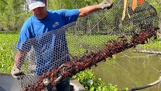 Crawfishing In The Atchafalaya Basin W Kip Barras CatchCook Crawfish Boil For 500 People [upl. by Zrike350]