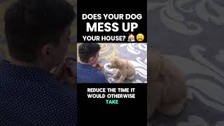 Does your dog MESS UP your house 🏠😫 [upl. by Cryan]