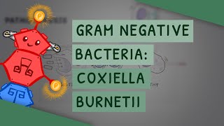 Gram Negative Bacteria Coxiella burnetii [upl. by Kaule375]