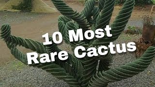 10 Most Rare Cactus [upl. by At403]