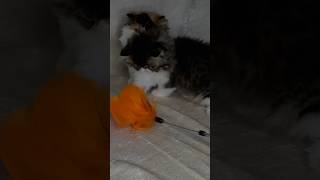 Kitties play fighting ♥️😅  Subscribe and Follow us On Instagram and Facebook for more 😘 song [upl. by Alecram]