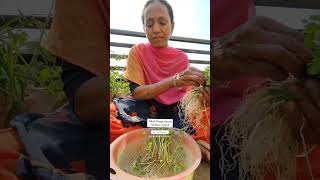 Growing Fenugreek Greens Hydroponically🌱No Soilमेथी की भाजी पानी में उगाएंashasgardenstoryshorts [upl. by Quinby]