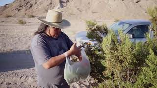 Creosote Bush Tea [upl. by Neerak202]