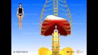 Muscle diaphragme périnée simplifié ancienne conception muscles intercostaux [upl. by Ekusoyr405]