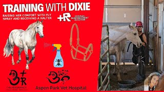 Training rescue horse Dixie Retrain Haltering and Accept Fly Spray [upl. by Delmore]