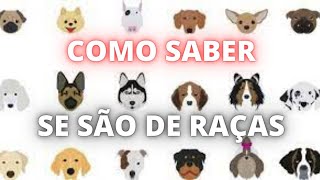 COMO DESCOBRIR RAÇA DE CACHORRO Vira Latas OU Raça Definida CÃO PURO ENGANA COMO SABER A RAÇA [upl. by Mclyman]