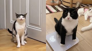 Try Not To Laugh 🤣 New Funny Cats Video 😹  Tuxedo Cat Part 54 [upl. by Gabriello]