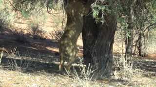 Kalahari  Male Lion climbs tree and Steals Leopard kill [upl. by Aknahs]