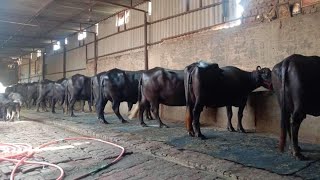 For sale 10 buffalo amp 2 cow at Balaji dairy Adampur ।। सारी भैंसे एक से एक टॉप murrah [upl. by Assetan]