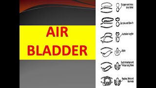 AIR BLADDER [upl. by Daas709]