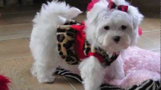 Teacup Maltese ADORABLE LOVING LORI Dallas Texas Maltese For sale [upl. by Oilicec397]