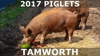 2017 Piglets  Tamworth Pigs From Hidden Creek Farm [upl. by Giacamo]