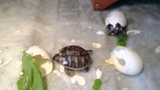 Hermann tortoise hatching [upl. by Breanne]