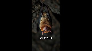 5 Surprising Facts About Eating Bats [upl. by Sontag661]