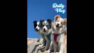 Wink WinkCute dog dailyvlog puppy catdoglovedogs dog puppy dailyvlog [upl. by Iblehs]