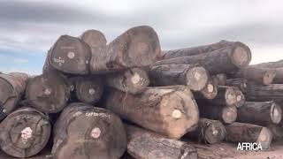 Le Cameroun classé premier exportateur mondial de bois de type Sapeli [upl. by Eissoj150]