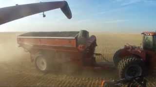 Huge farm in Alberta canada over 65 000 acres BampD WALTER FARMS Walters harvesting [upl. by Mchail]