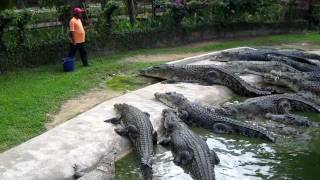 Crocodile Feeding at Langkawi Crocodile Farm [upl. by Enitselec]