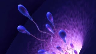 Gametogenesis part 1  Spermatogenesis [upl. by Pillow]