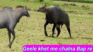 How A Big Nilgai walking in watered fild [upl. by Alset]