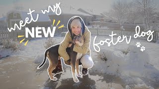 MEET MY NEW FOSTER DOG  tips for fostering a dog [upl. by Arfihs]