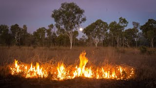 Decolonising Fire Science  Dr Philip Zylstra with Uncle David Wandin [upl. by Euh279]