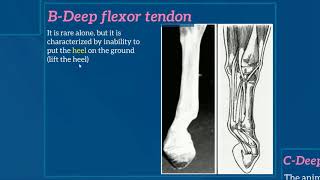 AFFECTIONS OF THE METACARPUSMETATARSUS 1Contraction of digital flexor tendons [upl. by Clementi]