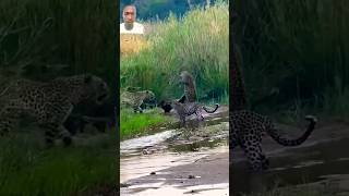 tiger vs honey badger fight animals behavior [upl. by Marci19]