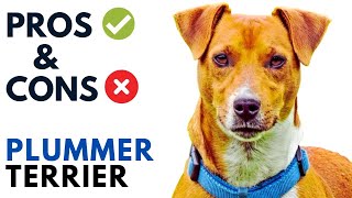 Plummer Terrier Pros and Cons  Plummer Terrier Dog Advantages and Disadvantages [upl. by Yajnas]