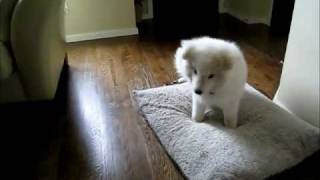 Adorable Samoyed Puppy [upl. by Alian805]