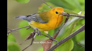 Monitoring the Prothonotary Warbler by Erik Johnson [upl. by Rosenberger]