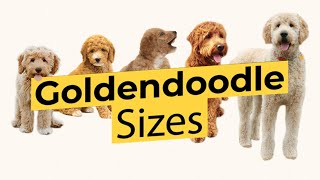 Which Goldendoodle Size 🐶 Mini 🐶 Medium 🐶 Standard 🐶 [upl. by Adnik]