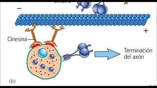 Citoesqueleto y proteínas motoras ¿Cómo se mueven vesículas y organelos dentro de una célula [upl. by Eehc453]