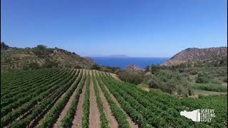 Visita Cantina Messina nella DOC Mamertino azienda Gaglio Vignaioli [upl. by Donahoe]