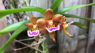 Vanda Aerides flabellata цветёт [upl. by Hackathorn]