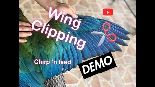 Macaw wing clipping [upl. by Femi433]