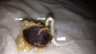 Germinating Moringa seeds in five days [upl. by Aufa463]