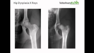 Hip Dysplasia in Dogs [upl. by Earehs356]