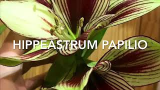 Hippeastrum papilio [upl. by Aurie]