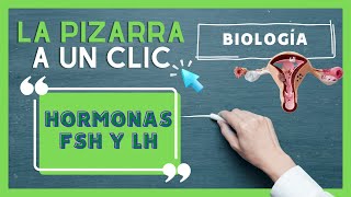 Todo lo que debes saber de las hormonas FSH y LH  LA PIZARRA A UN CLIC BIOLOGÍA [upl. by Lednam564]