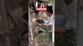 Jaboticaba buah dari Brasil manfaat antioksidan antimikroba antiinflamasi antidiabetik [upl. by Enautna]